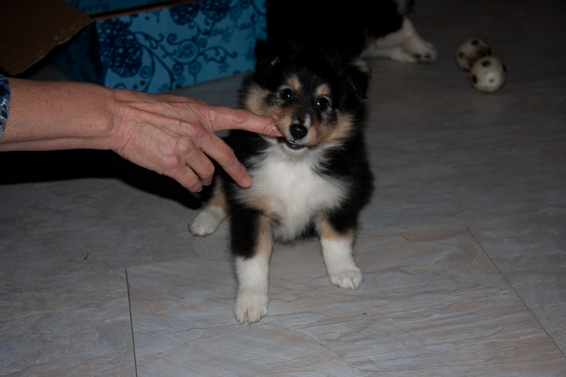 Familie, sara - 29 december 2011