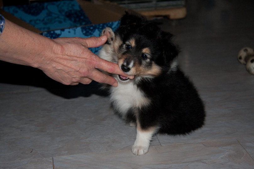 Familie, sara - 29 december 2011