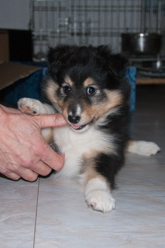 Familie, sara - 29 december 2011