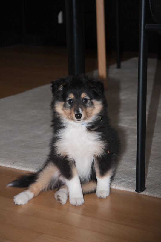 Familie, sara - 08 januari 2012