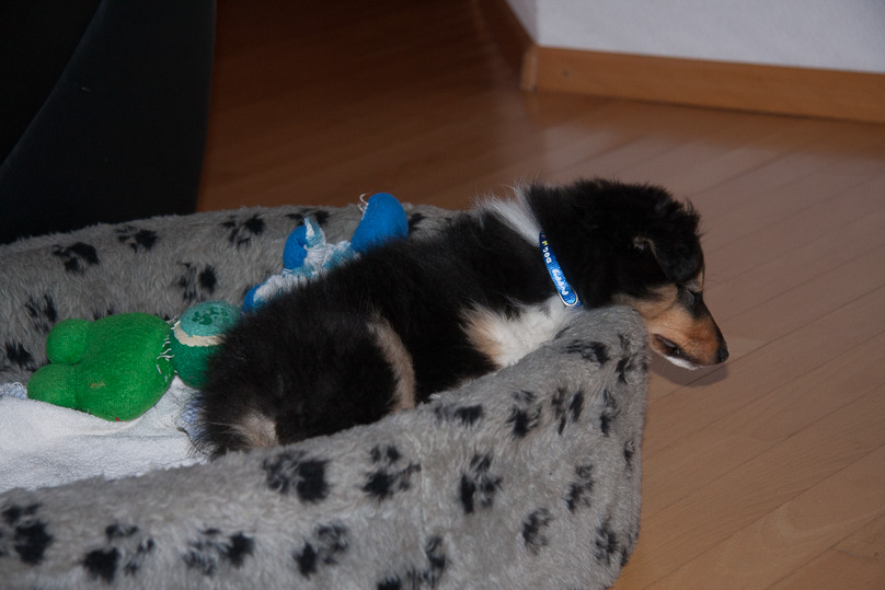 Familie, sara - 17 januari 2012