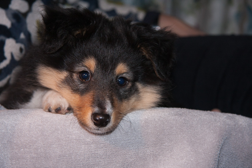 Familie, sara - 21 januari 2012