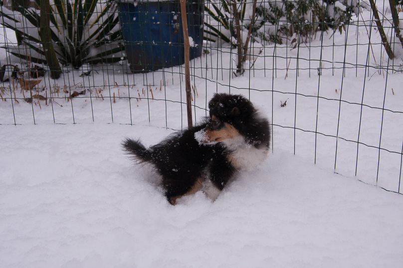 Familie, sara - 03 februari 2012