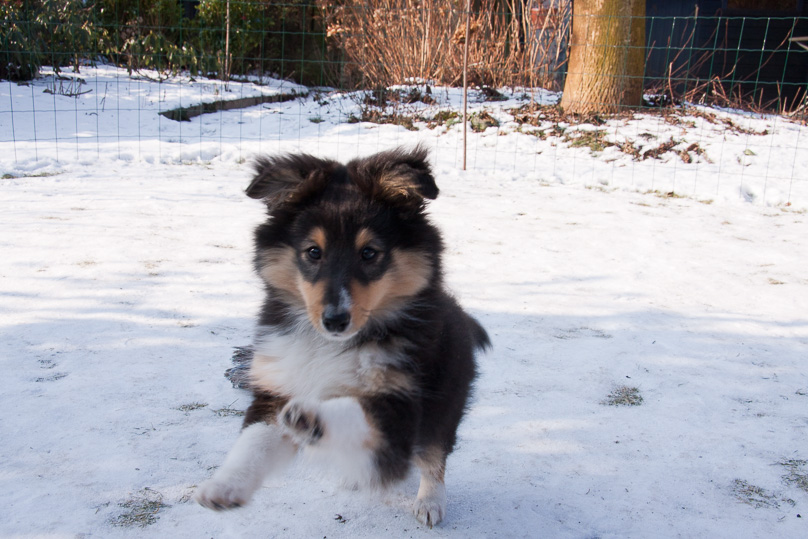 Familie, sara - 10 februari 2012