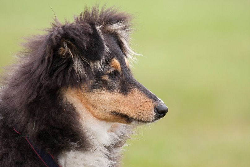 Familie, sara - 29 april 2012