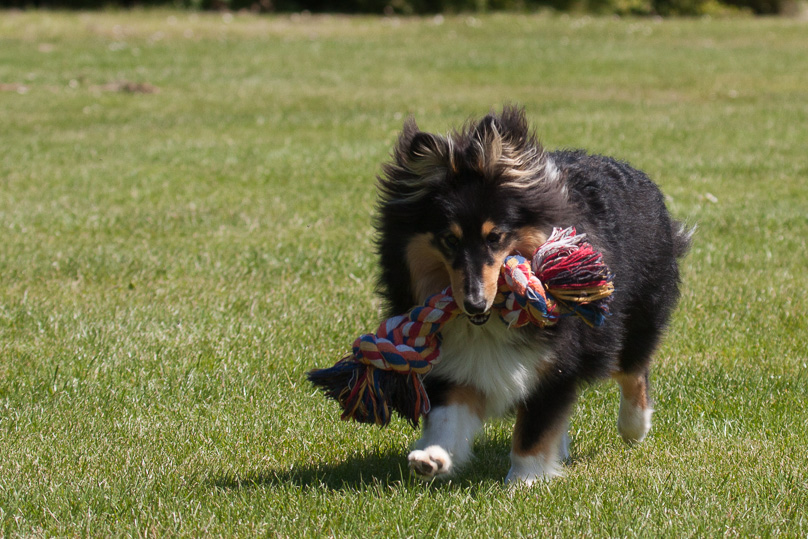 Familie, sara - 17 juni 2012