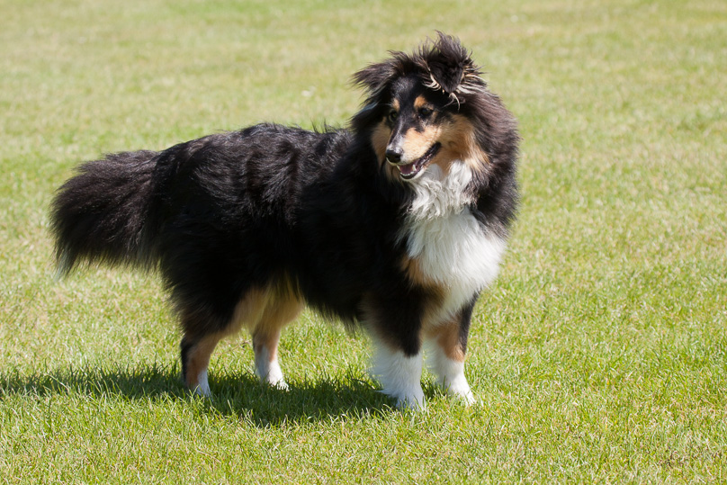 Familie, sara - 17 juni 2012