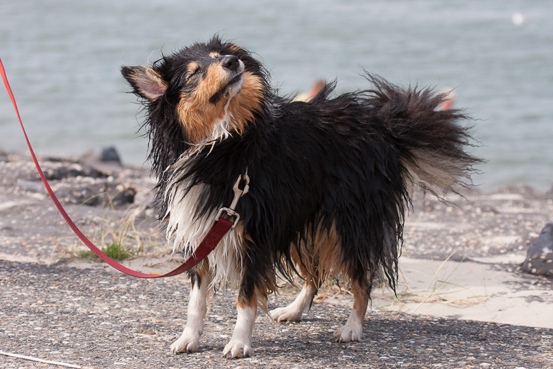 Familie, sara - 29 augustus 2012