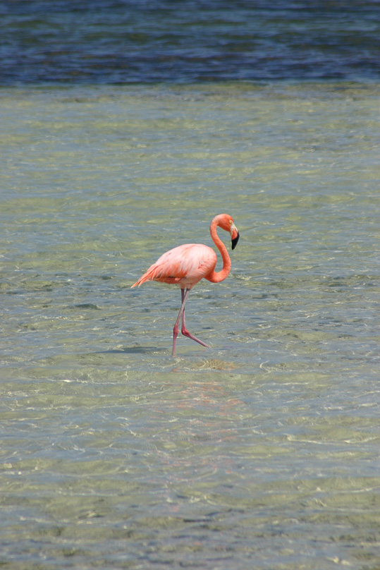 Bonaire, Vakantie, flamingo, vogels - 14 februari 2005