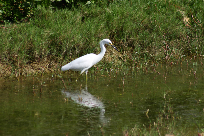 Bonaire, Vakantie, kleine zilverreiger, vogels - 14 februari 2005