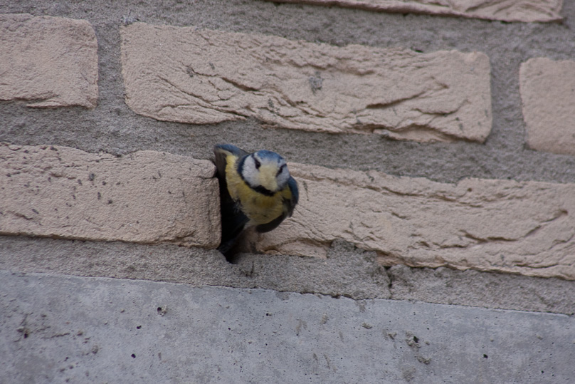 huis, pimpelmees, vogels - 06 april 2008