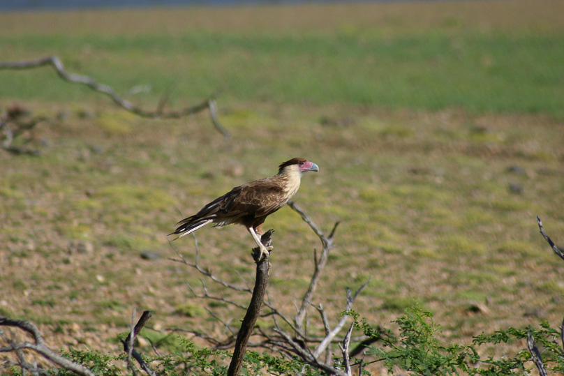 Bonaire, Vakantie, caracara, vogels - 16 februari 2005