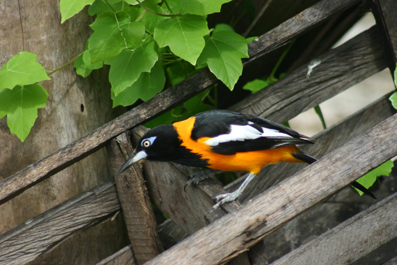 Curacao, Vakantie, troepiaal, vogels - 23 februari 2005