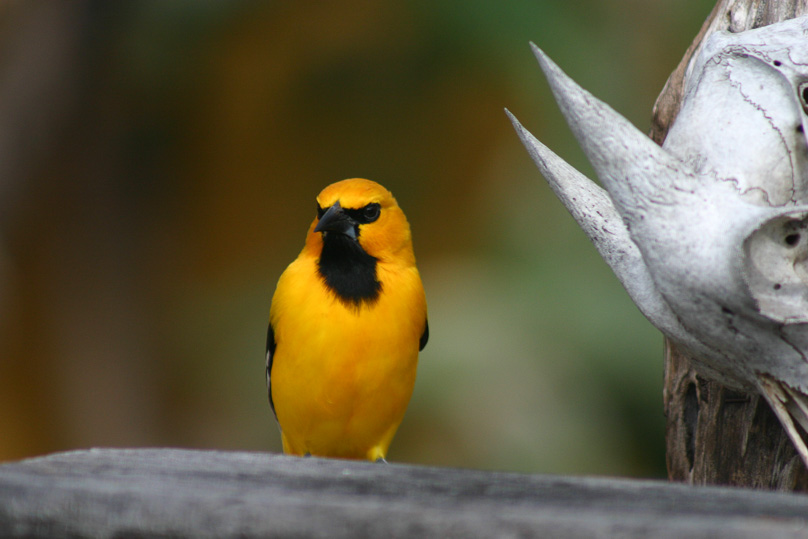 Curacao, Vakantie, troepiaal, vogels - 23 februari 2005