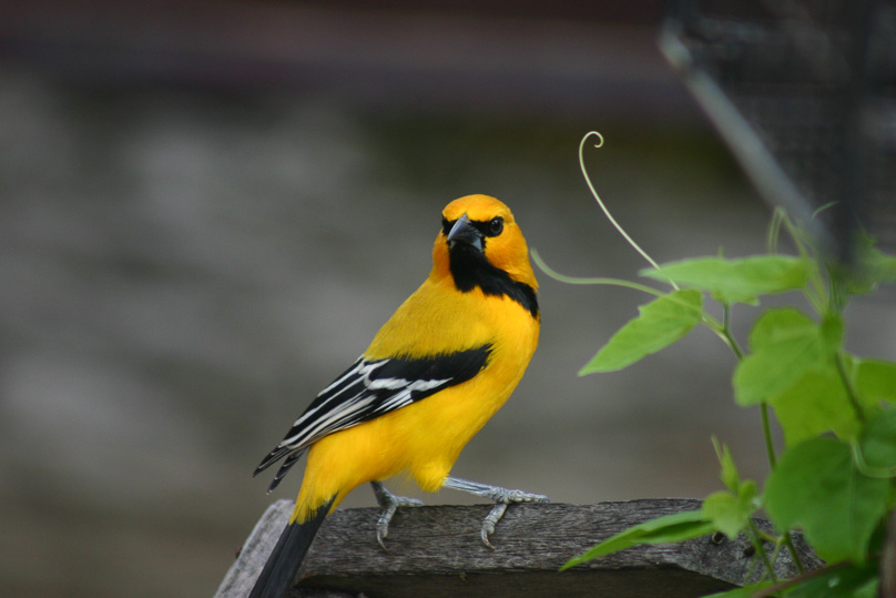 Curacao, Vakantie, troepiaal, vogels - 23 februari 2005