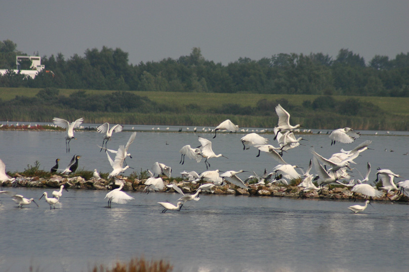 Vakantie, Zeeland, lepelaar, vogels - 06 september 2005