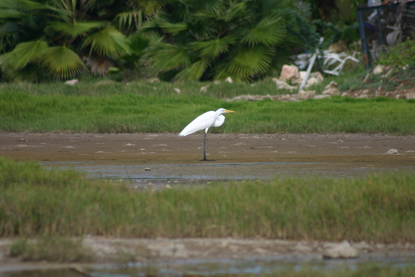 Aruba, Vakantie, grote zilverreiger, vogels - 03 februari 2006