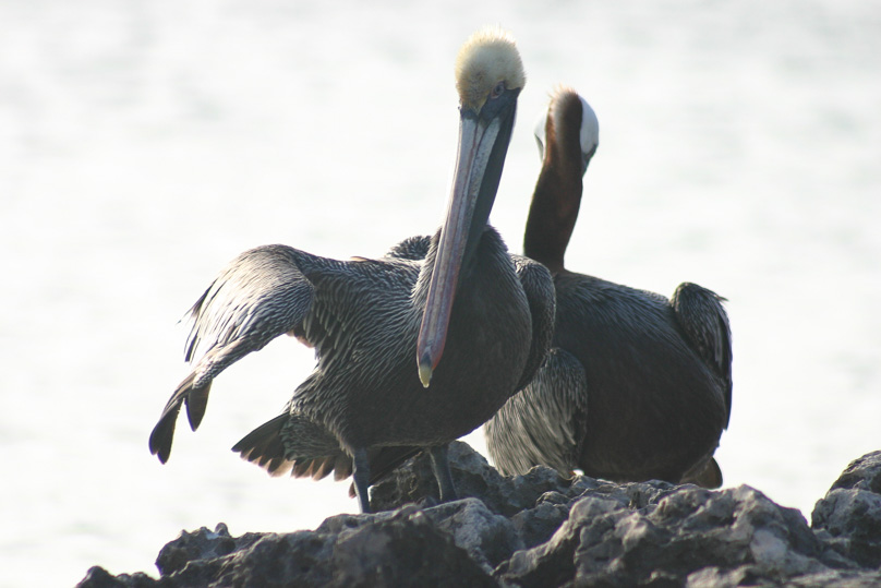 Aruba, Vakantie, pelikaan, vogels - 06 februari 2006
