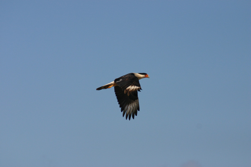 Aruba, Vakantie, caracara, vogels - 07 februari 2006