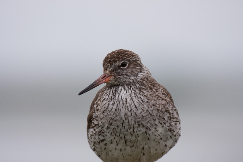 Zeeland, tureluur, vogels - 13 juni 2010