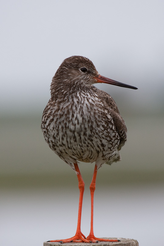 Zeeland, tureluur, vogels - 13 juni 2010