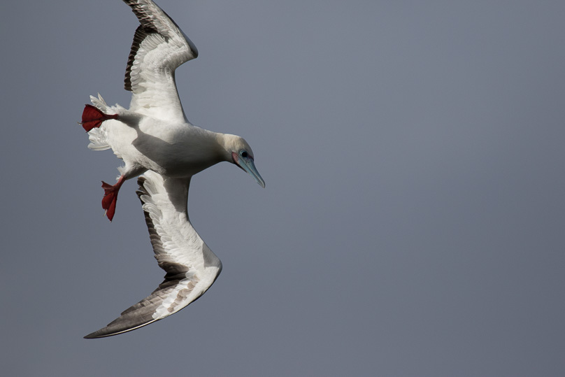 Hawaii, red-footed booby - 02 maart 2016