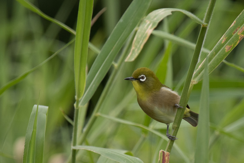 Hawaii, Japanese white-eye - 02 maart 2016