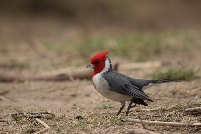 Hawaii, red-crested cardinal - 03 maart 2016
