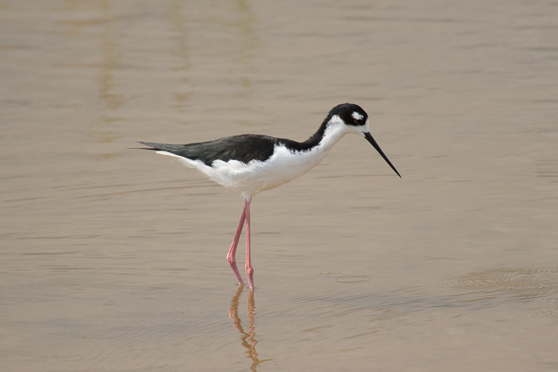 Hawaii, black-necked stilt, vogels - 08 maart 2016