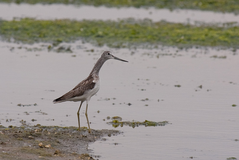 Zeeland, groenpootruiter, vogels - 02 september 2010