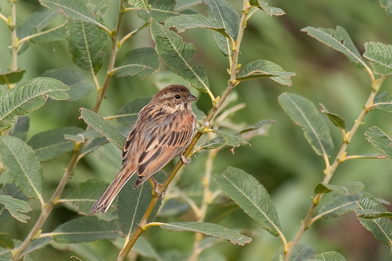 Tiengemeten, rietgors, vogels - 03 september 2010