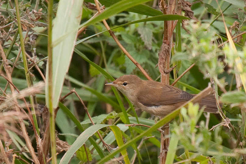 Tiengemeten, snor, vogels - 03 september 2010
