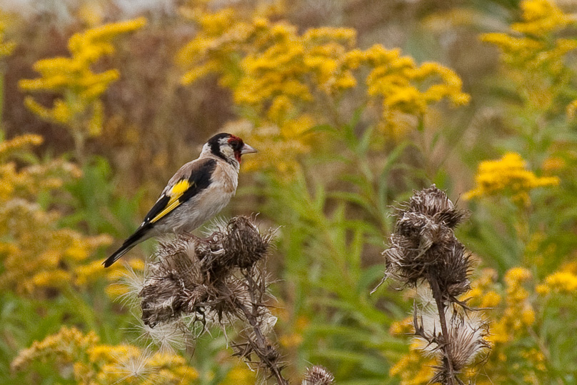 Tiengemeten, putter, vogels - 03 september 2010