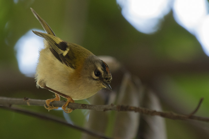 Madeira, madeira goudhaan - 04 maart 2017