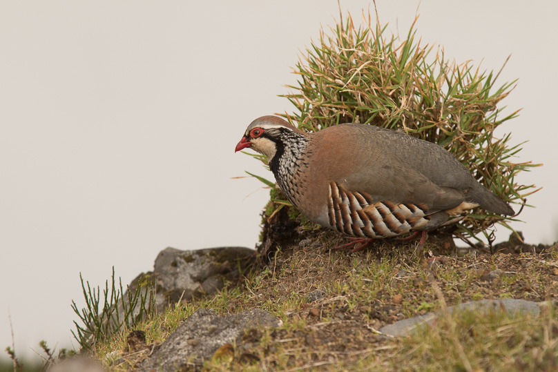Madeira, rode patrijs - 14 maart 2017