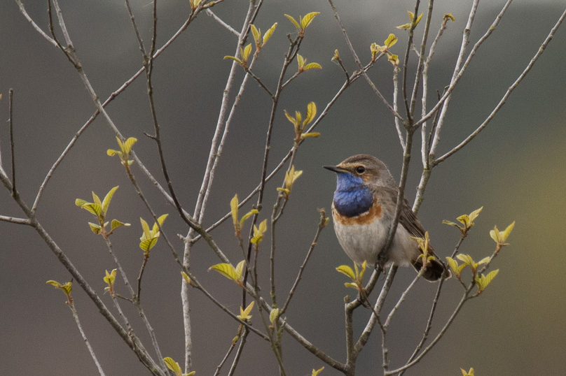 blauwborst, valkenswaard - 27 april 2017