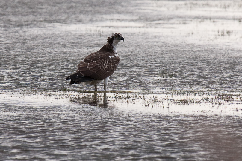Beuven, visarend, vogels - 15 september 2010