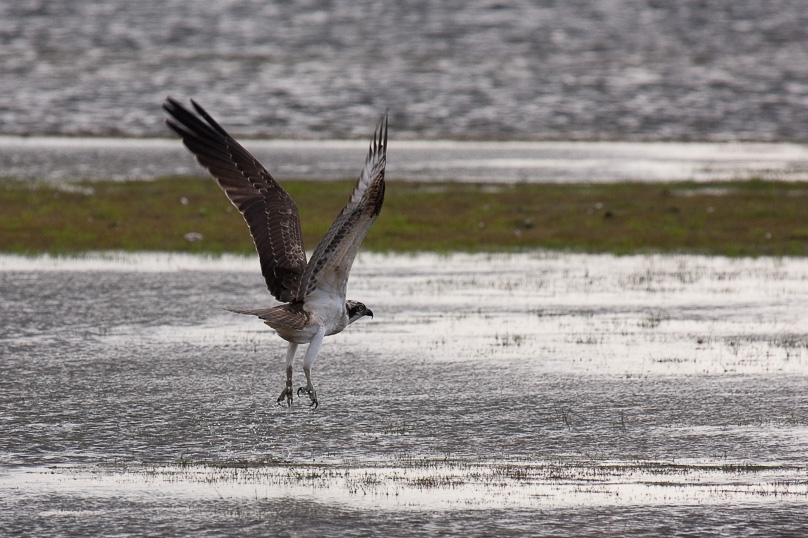 Beuven, visarend, vogels - 15 september 2010