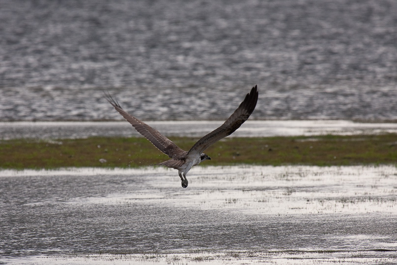 Beuven, visarend, vogels - 15 september 2010