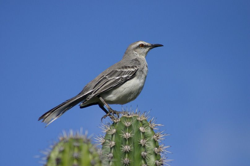 Bonaire, Caribische spotvogel, Vakantie, vogels - 11 februari 2006