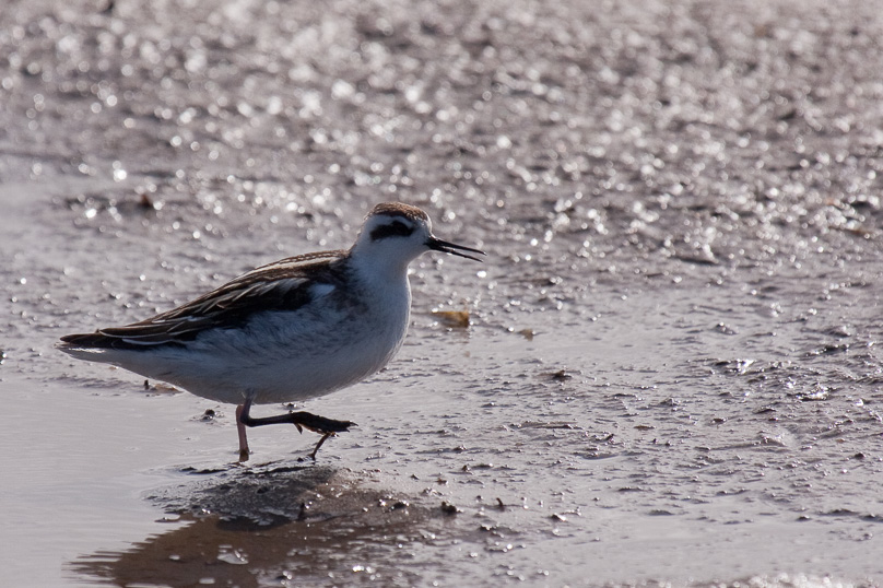 grauwe franjepoot, vogels - 25 september 2010
