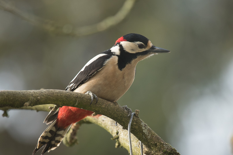 grote bonte specht, tuin, vogels - 17 februari 2018