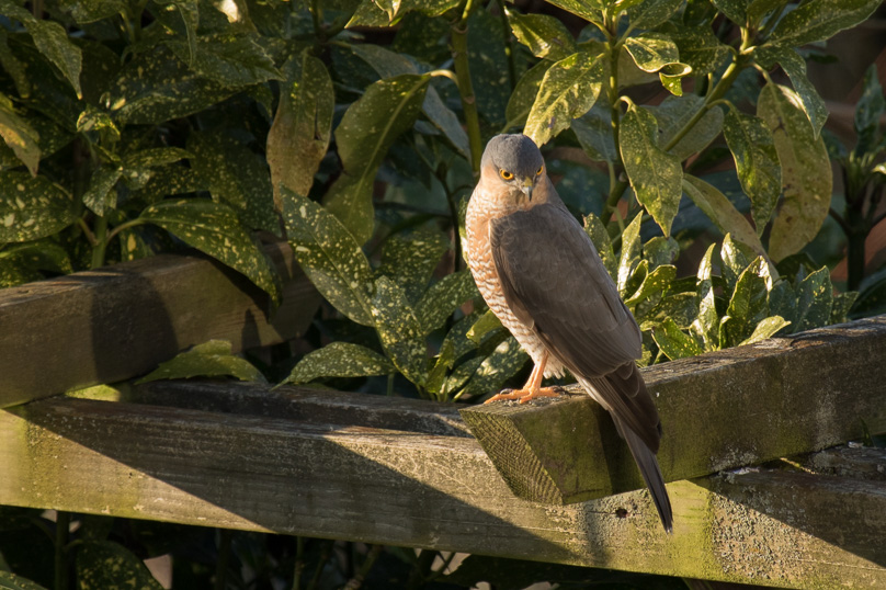 sperwer, tuin, vogels - 23 februari 2018