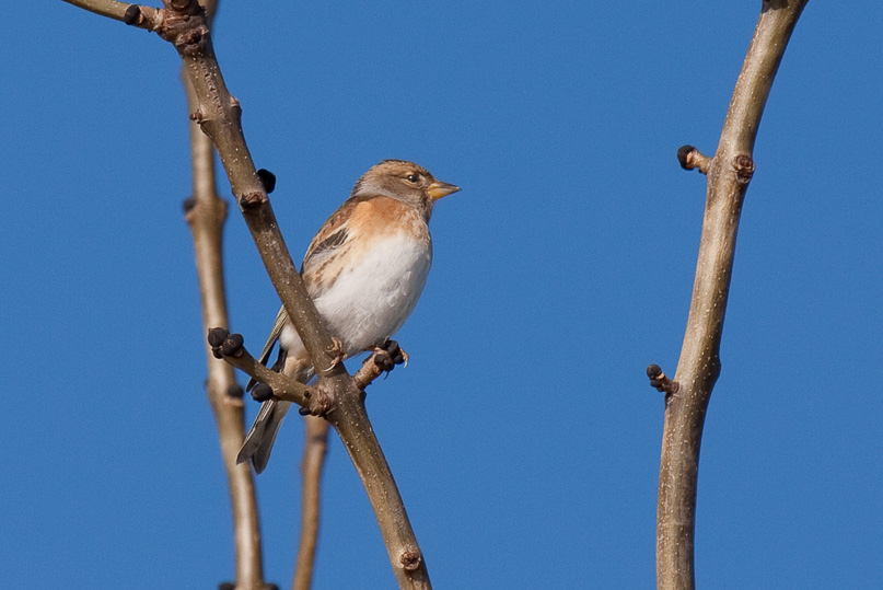 Zeeland, keep, vogels - 17 oktober 2010