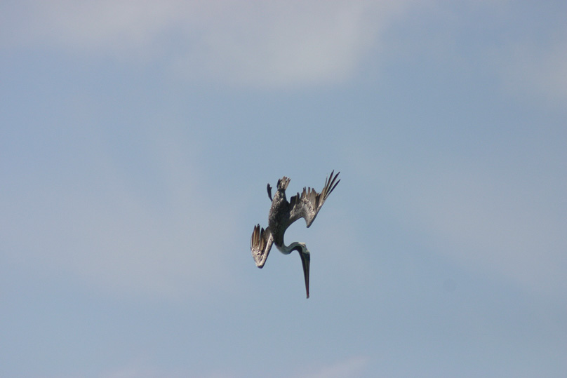 Aruba, Vakantie, pelikaan, vogels - 13 februari 2006