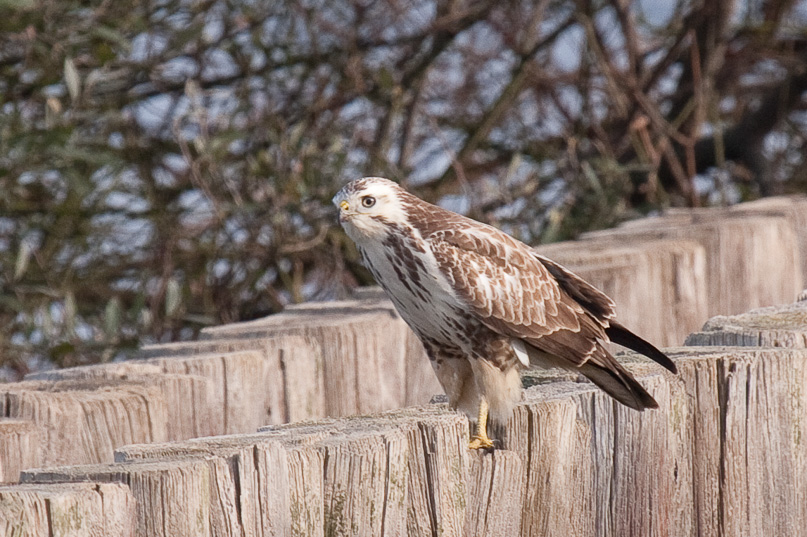 Zeeland, buizerd, vogels - 22 oktober 2010