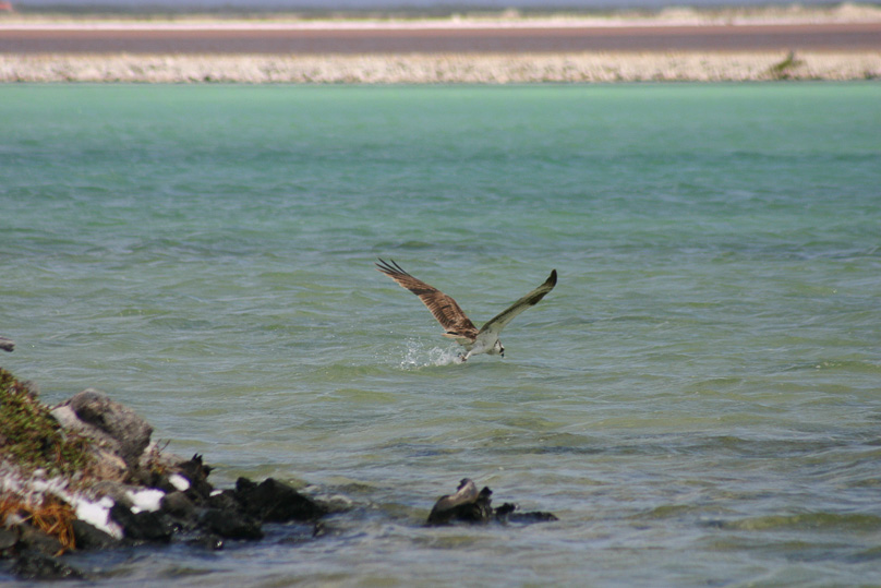 Bonaire, Vakantie, visarend, vogels - 13 februari 2006