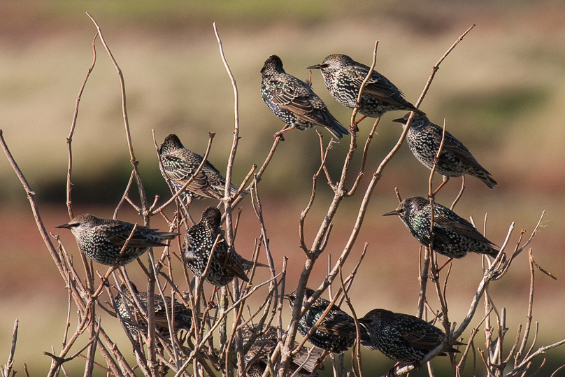 Zeeland, spreeuw, vogels - 22 oktober 2010