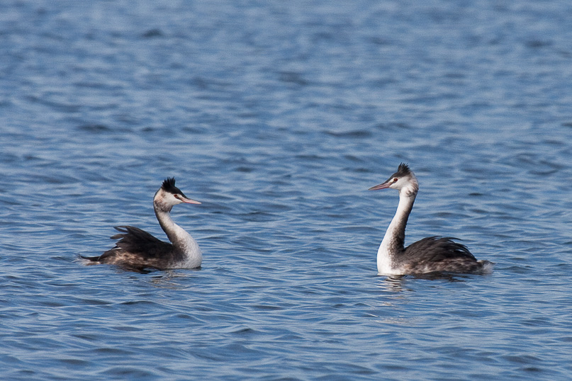 Zeeland, fuut, vogels - 30 oktober 2010