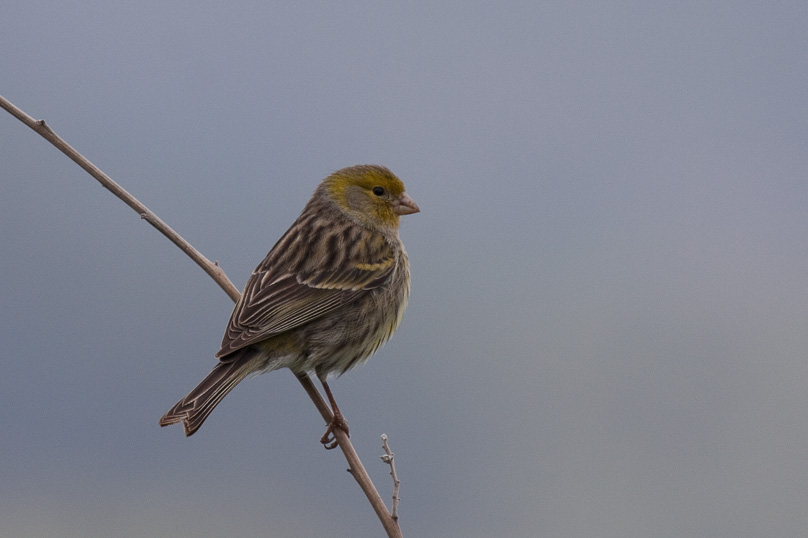 La Palma, kanarie, vogels - 02 maart 2011